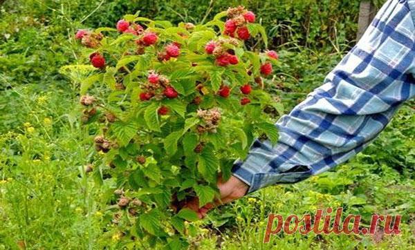 Посадка малинового дерева или штамбовой малины, уход и размножение