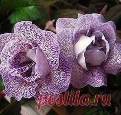 Глоксинии махровые-прекрасное рядом | 3