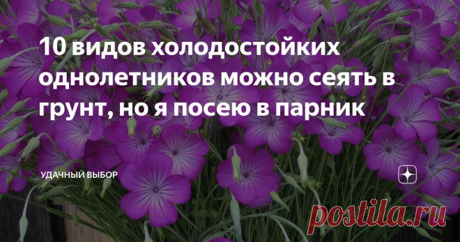 10 видов холодостойких однолетников можно сеять в грунт, но я посею в парник Для чего в парник, а не сразу в грунт, если эти цветы холодостойкие? Буду сеять еще и в мае, а потом рассказывать, как цвели. Подписывайтесь.  А пока об апрельских посевах. 1. Флоксы Друммонда (однолетние) Это цветы, которые мне полюбились. Выращиваю второй год подряд. Цветут все лето до снега. В прошлом году выращивала звездчатые, не понравилась их пестрота. Когда рядом сидишь и любуешься - краси...