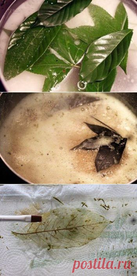 Скелетирование листьев. Творческая МАСТЕРскаЯ