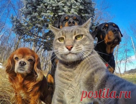 Селфи с бандой