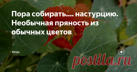 Пора собирать.... настурцию. Необычная пряность из обычных цветов Недавно знакомая в Фейсбуке поделилась открытием: оказывается, плоды настурции можно есть. А кто-то даже вспомнил, что в детстве ел эти зеленые шарики сырыми, прямо с клумбы.
Однако почему-то плоды настурции все еще диковинка в наших блюдах. В отличие от тех же оливок, которые еще недавно были экзотикой, а сейчас ни один праздничный стол не обходится без  консервированных оливок или маслин.