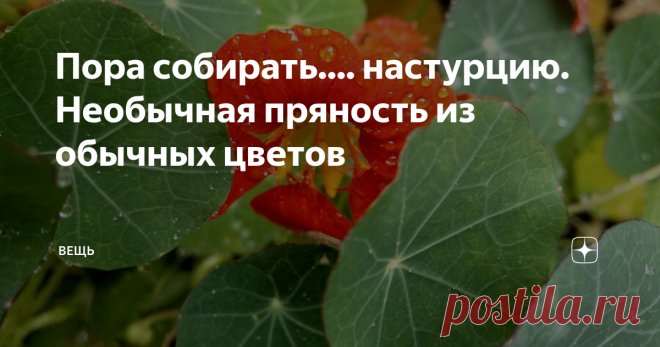 Пора собирать.... настурцию. Необычная пряность из обычных цветов Недавно знакомая в Фейсбуке поделилась открытием: оказывается, плоды настурции можно есть. А кто-то даже вспомнил, что в детстве ел эти зеленые шарики сырыми, прямо с клумбы.
Однако почему-то плоды настурции все еще диковинка в наших блюдах. В отличие от тех же оливок, которые еще недавно были экзотикой, а сейчас ни один праздничный стол не обходится без  консервированных оливок или маслин.