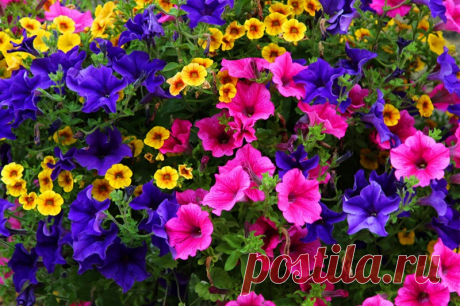 Как опытные цветоводы заставляют петунию быстро расти, сильно разрастаться и пышно цвести Как опытные цветоводы заставляют петунию быстро расти, сильно разрастаться и пышно цвести Собери букет цветов. Узнай название цветов, красивые цветы для любой девушки. Какие растения цветы, а какие нет. Сделай цветник своими руками и проверь как посажены цветы.