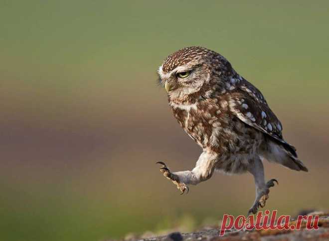 Это 100 самых ценных снимков сов всех времен и народов • НОВОСТИ В ФОТОГРАФИЯХ