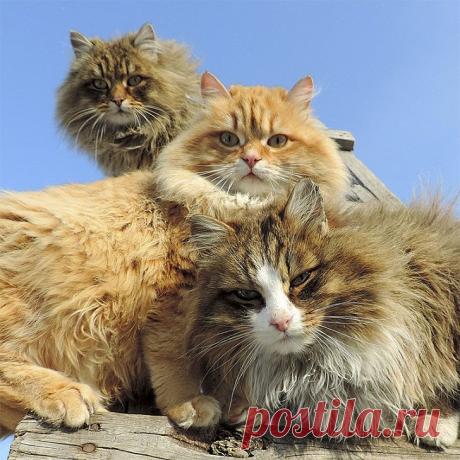 Необычная колония рыжих под Барнаулом • НОВОСТИ В ФОТОГРАФИЯХ