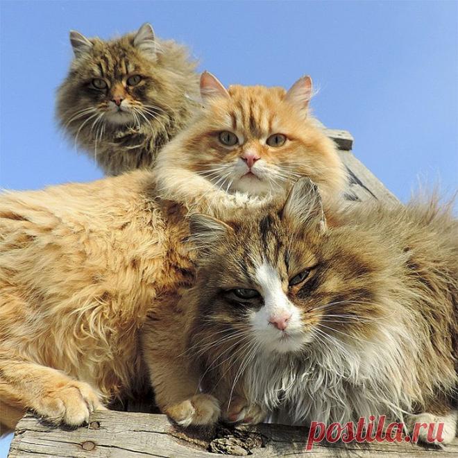 Необычная колония рыжих под Барнаулом • НОВОСТИ В ФОТОГРАФИЯХ