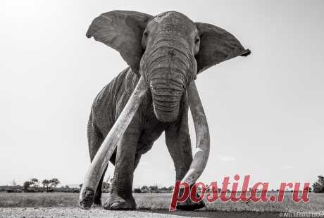 Land of Giants - Will Burrard-Lucas