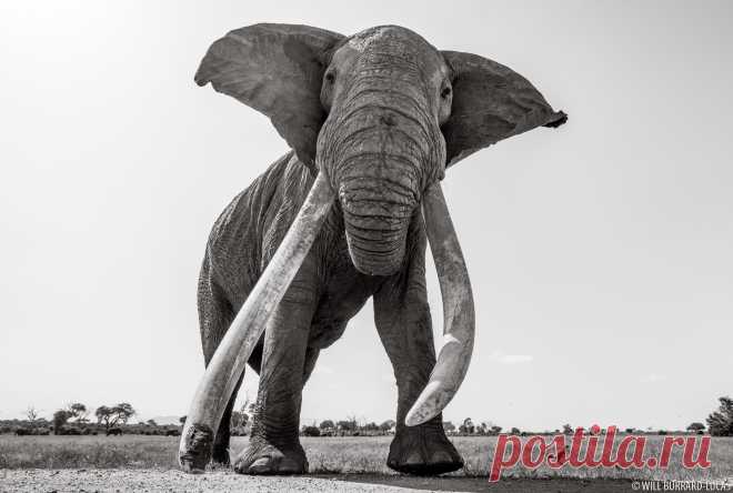 Land of Giants - Will Burrard-Lucas
