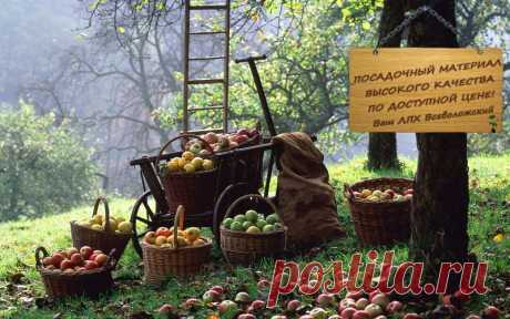 ЛПХ Плодопитомник &quot;Всеволожский&quot;. Главная