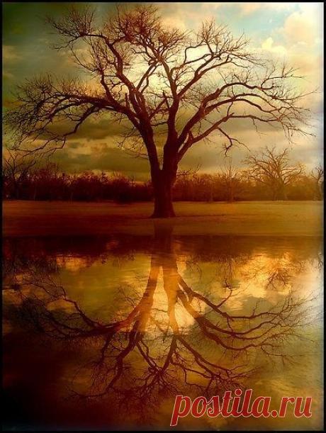 Misaki S приколол(а) это к доске Tree &amp; Path