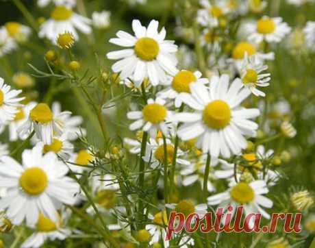 Природные антисептики