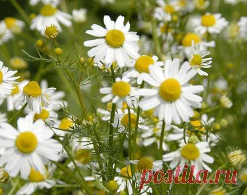 Природные антисептики