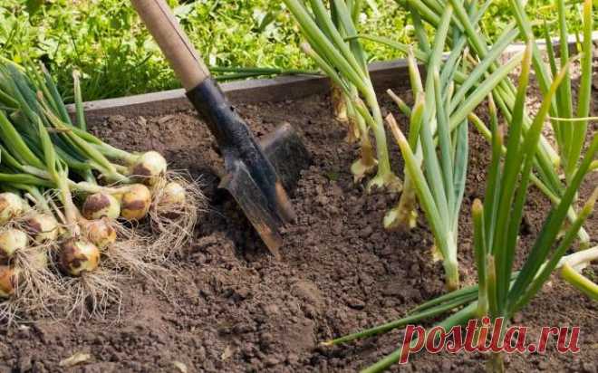 Как увеличить размер головок лука с помощью простой подкормки в июне: проверенные советы по уходу