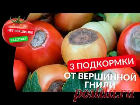 Внесите ЭТО и ВЕРШИННОЙ ГНИЛИ больше не будет, 3 проверенных средства от вершинки