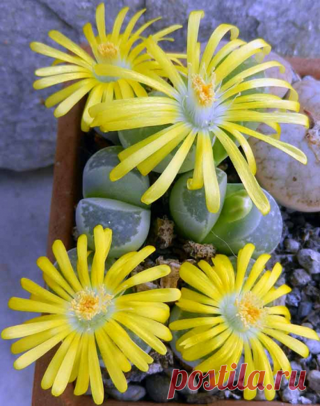 Литопс – растение, обладающее уникальными декоративными качествами