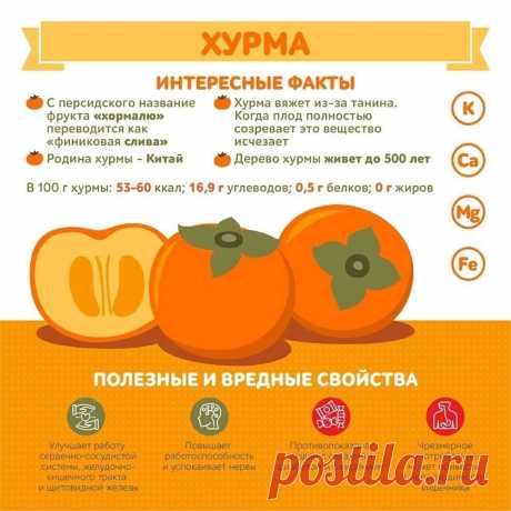 Хурма интересные факты