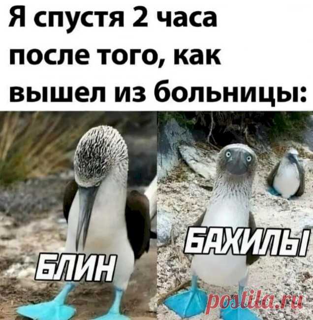 Выпуск №6676 - выпуск анекдотов сайта вокруг смеха