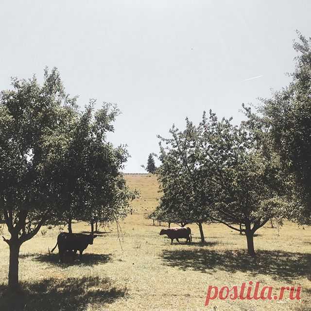 Бабье лето Altweibersommer радует нас по-прежнему своими яркими цветами голубого неба и зелёных полей, поэтому нашу полезную минутку лексики #lf_wortschatzpause мы решили посвятить сегодня
идиоматическим выражениям с цветами grün 🌿 und blau 💦
⠀
Большинство «синих» выражений носят негативный оттенок:
💦 blau sein = быть пьяным
⠀
💦 ein blaues Wunder erleben = получить неприятный сюрприз
⠀
💦 blau machen = прогуливать уроки или работу
⠀
А вот «зелёные» выражения, наоборот,...