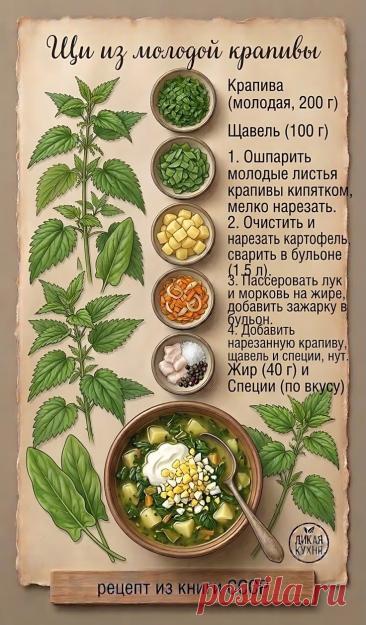 Щи из молодой крапивы
