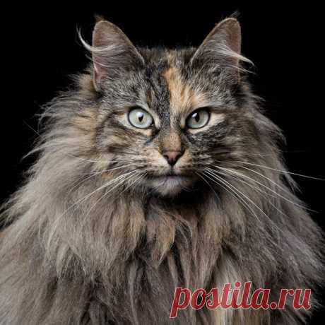 Котяры...