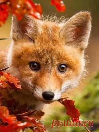 ребенок лисички