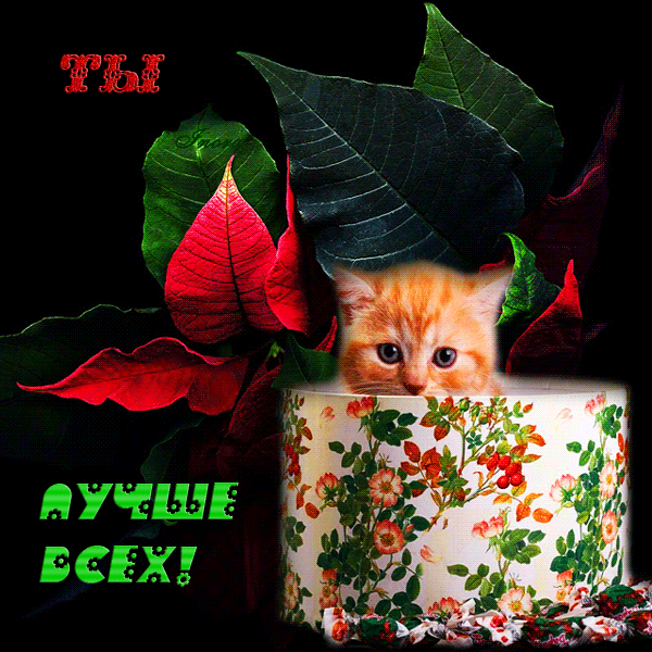 41333845.gif (600×600)