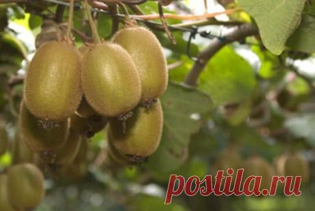 Как вырастить киви дома | Хитрости Жизни