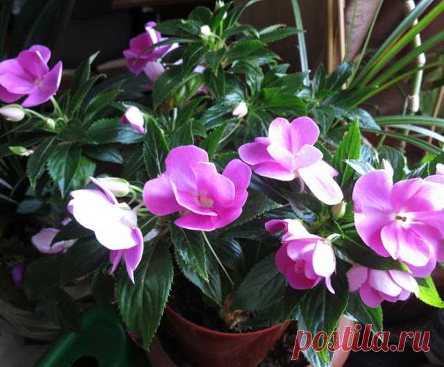    Nadezda's Gardening and Craft: Бальзамин или 