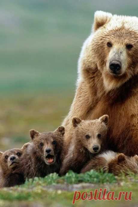 Мишка косолапый / cute bear – Google+