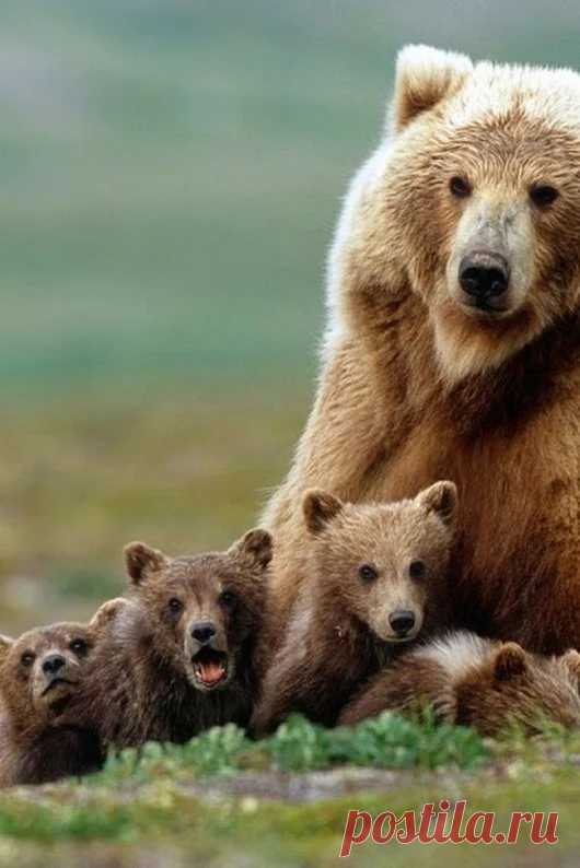 Мишка косолапый / cute bear – Google+