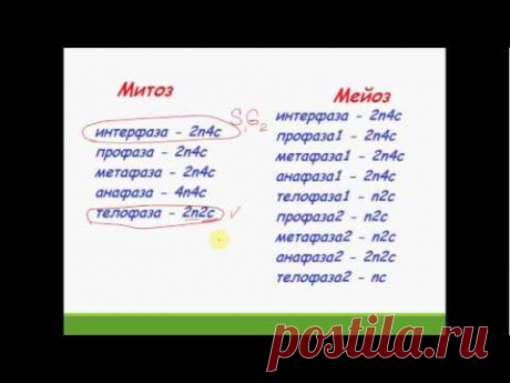 Задача части С ЕГЭ Биология   2017. Митоз. Мейоз - YouTube