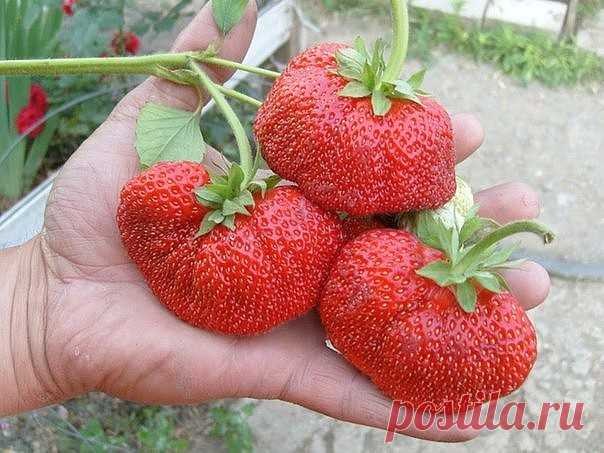 Диета для клубники.