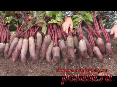 Почему у меня всегда растет урожайная и вкусная свекла