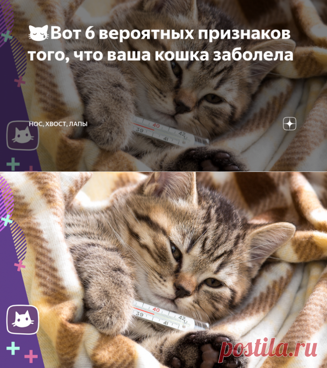 😿Вот 6 вероятных признаков того, что ваша кошка заболела | Нос, хвост, лапы | Яндекс Дзен