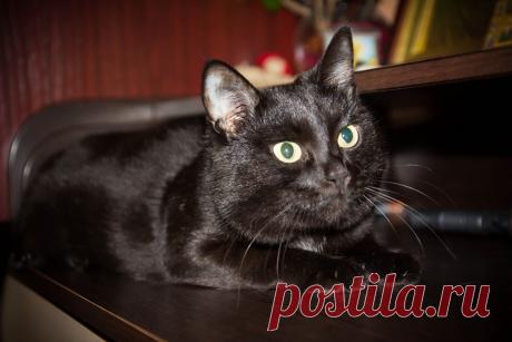 наш кот БЕГЕМОТ ))