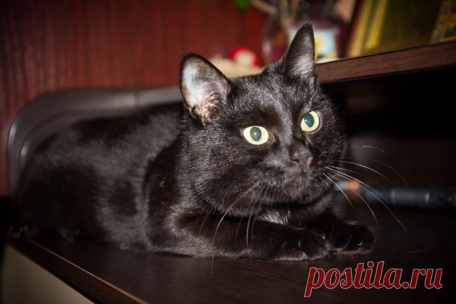 наш кот БЕГЕМОТ ))