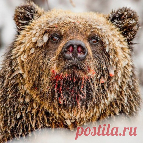 Хищник