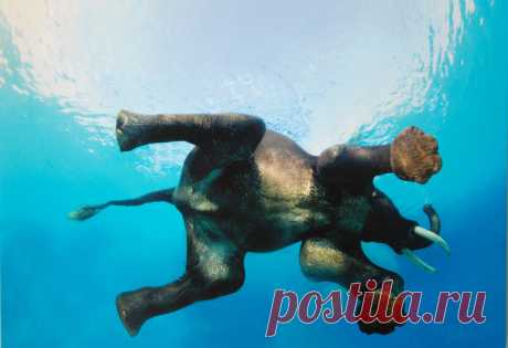 elephant-swiming-hd-wallpapers.jpg (1600×1096)