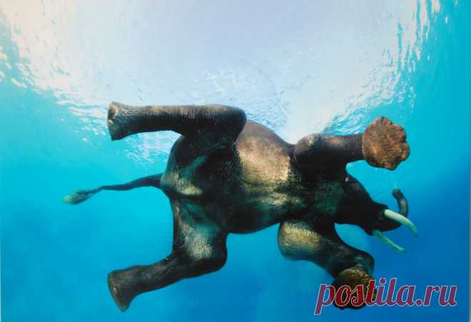 elephant-swiming-hd-wallpapers.jpg (1600×1096)