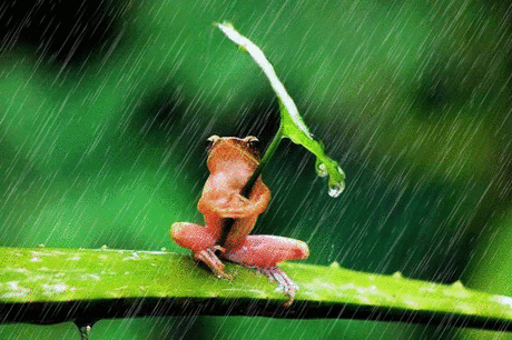 жабка и дождь