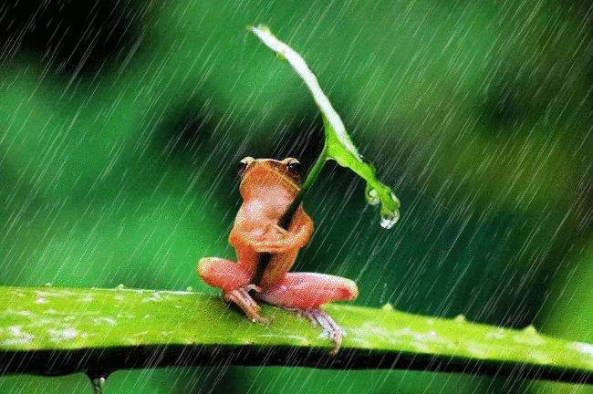 жабка и дождь