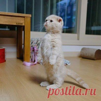 - К охране дома от коварных мышей, готов приступить