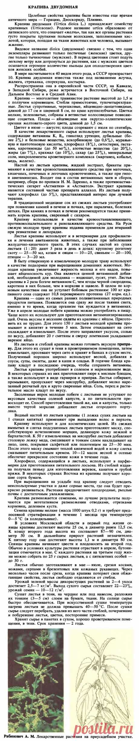 Крапива двудомная