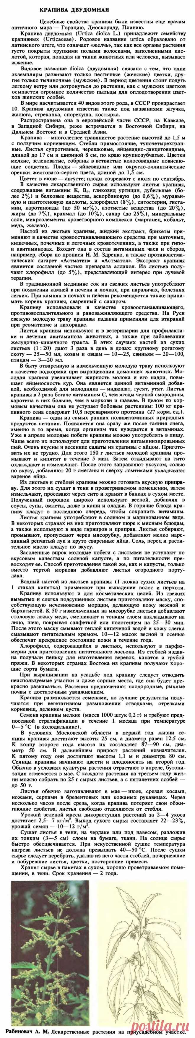 Крапива двудомная