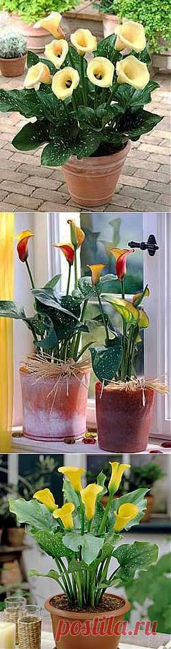 Правильная посадка и хранение клубней калл - калла kalla calla flower, купить луковицы каллы, клубни каллы