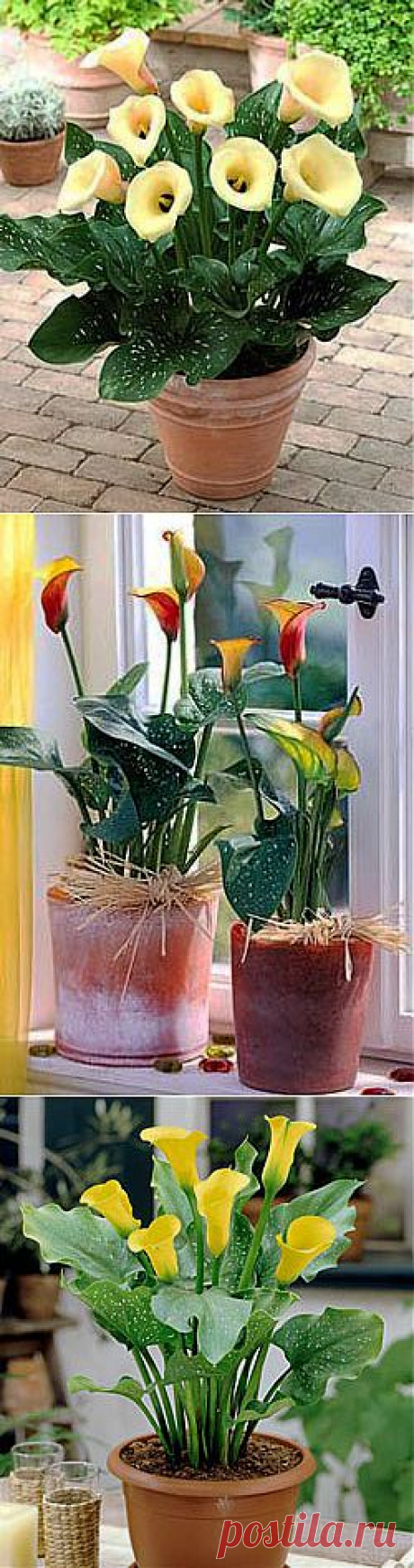 Правильная посадка и хранение клубней калл - калла kalla calla flower, купить луковицы каллы, клубни каллы
