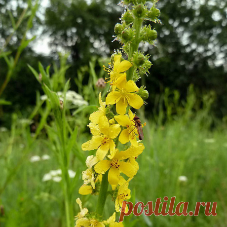Лекарственное растение Репейничек аптечный (Agrimonia eupatoria). Многолетнее растение высотой 30-100 см. Стебель простой или в верхней части разветвленный, грубо опушенный. Листья прерывисто-непарноперистые, листочки крупно зубчатые, большие и маленькие, снизу по всей пластинке коротко и грубо опушены. Цветки 5-членные с желтыми слегка выемчатыми лепестками, собраны в длинные многоцветковые кисти; наружные щетинки чашечки отстают перпендикулярно, внутренние - сомкнуты и согнуты.