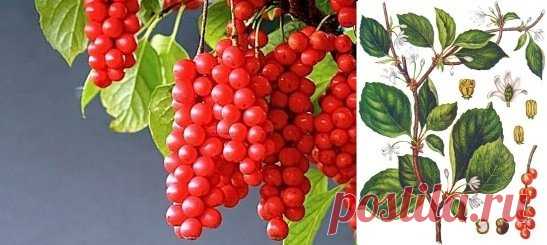 Лимонник китайский | Рецепты народной медицины