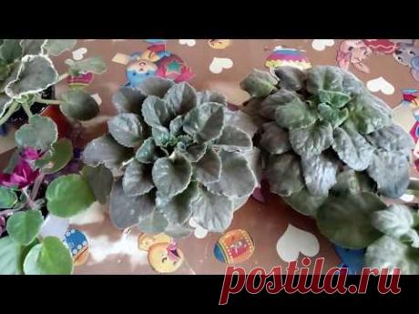 ВОСЕМЬ ПРОБЛЕМ ФИАЛОК ПРИ ВЫРАЩИВАНИИ !